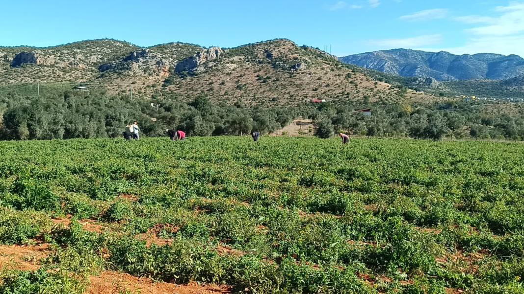 Yaz sezonu bitince güzlüklerin hasadı yapıldı. Tarlada 13 lira, pazarda 25 liraya satılıyor - Fotoğraf: 1
